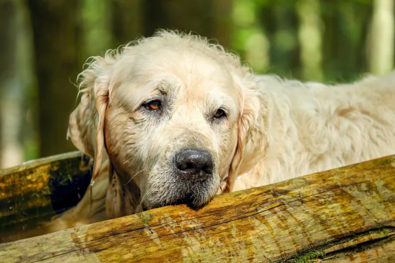Choroba addisona u psa - leczenie