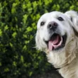 Anaplazmoza u psa - leczenie