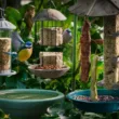 Czym karmić ptaki w ogrodzie
